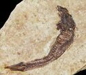 Knightia Fossil Fish - Wyoming #60838-1